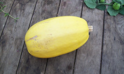 HERBA HUMANA - Courges Spaghetti végétal - 1,2kg minimum