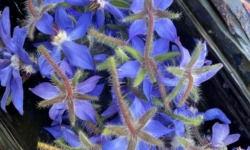 La Cabane à plantes - Bourrache fleurs fraîche (20 fleurs)