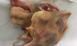 Des Poules et des Vignes à Bourgueil - 1 cuisse d’oie