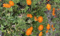 Des Poules et des Vignes à Bourgueil - Fleurs de Souci - Calendula