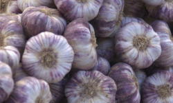 L'OLIVERAIE DU COUDON - AIL VIOLET  1KG