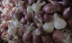 ChâteauFer - Oignon Frais Mix blanc ou rouge