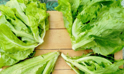 Nature et Saveurs - Ferme Aquaponique et Permacole Astérienne - Laitues jeunes en mélange - 2 pièces