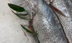 L'atelier des poissonniers - Maigre sauvage