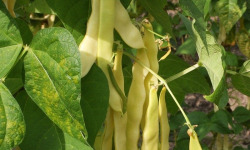 Nature et Saveurs - Ferme Aquaponique et Permacole Astérienne - Haricot plat beurre – douceur et croquant en or clair