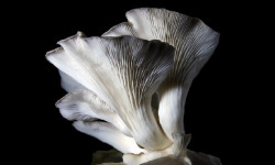 La Carrière du Bienheureux - Pleurote Grise Pulmo Bio - 500g