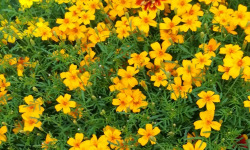La Cabane à plantes - Fleurs de tagéte lemon (20 fleurs)