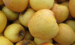 Les Jardins de Gérard - Pomme Opal Bio - 1 kg