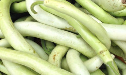 ChâteauFer - Courgette Longue 1kg