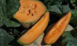 La Maison du Melon - Melon Charentais Jaune  x 6