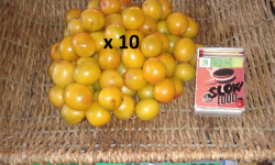 LES JARDINS DE KARINE - Prune Myrobolan jaune - 10kg