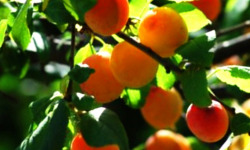 Les Vergers de la Vautée - MIRABELLES de NANCY BIO