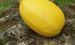 La Ferme de Milly - Anjou - Courge spaghetti - 10kg