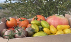 Ferme Sinsac - panier repas fruits, légumes et plats préparés 4 personnes