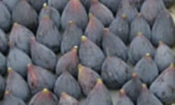 L'OLIVERAIE DU COUDON - FIGUES  MÛRES – LOT DE 4 PLATEAUX DE 1,8 KG ##ATTENTION BIEN LIRE DESCRIPTION##