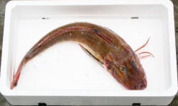 Notre poisson - Grondin Rouge +400gr en lot de 1kg