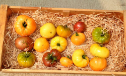 Nature et Saveurs - Ferme Aquaponique et Permacole Astérienne - Tomates grosses et anciennes en mélange – le goût authentique
