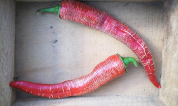 HERBA HUMANA - Piment frais Rehza Macedonian - 400g