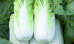 La Ferme de Goas Per - Chou chinois Pé-Tsaï Bio - 1 Pièce