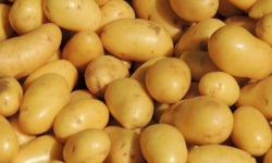 Maréchal Fraicheur - Pommes de terre Delikatess - 1 kg
