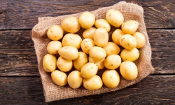 Nature et Saveurs - Ferme Aquaponique et Permacole Astérienne - Pomme de Terre Nouvelle