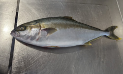 Opale Vivier - Sériole IKEJIME 2 à 3 kilos