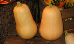 Nature et Saveurs - Ferme Aquaponique et Permacole Astérienne - Courge Butternut – La douceur d’automne