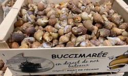 Buccimarée Producteurs Associés - Bulot Vivant Frais - 2kg