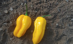 HERBA HUMANA - Habanero Jaune - 40g