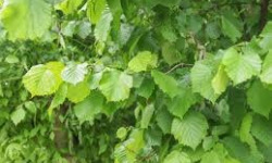 Des Poules et des Vignes à Bourgueil - 30 Feuilles de noisetier fraîche