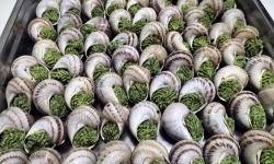 Le Paradis d'Escargot - 10 douzaine Escargots traditionnel a la bourguignon