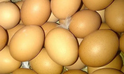 Ferme Joos - lot de  18 œufs , gros calibres