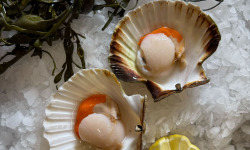 Brest Marée - Noix de Saint Jacques de la Baie de Morlaix - 300g