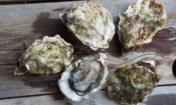 Camargue Coquillages - Huitres La Perle de Camargue N°0 - 2 kg