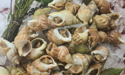 Saveurs Océanes IO - Bulots cuits - 1kg