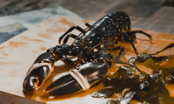 Thalassa Tradition - Homard Vivant Normandie - 700 g