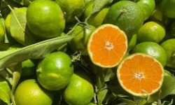 L’Oliveraie du Coudon - CLEMENTINE A PEAU VERTE 5KG
