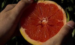 Jardins de la Testa - Pomelos de Corse IGP BIO - 400kg