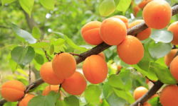 La Boite à Herbes - Abricots de saison Bio - 2 kg