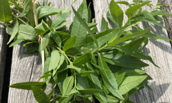 Ferme Sinsac - verveine citronnée