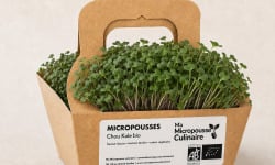 Ma Micropousse culinaire - Micro-pousses bio de chou kale – 16 barquettes