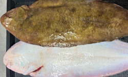 L'atelier des poissonniers - Sole française 200/300g en lot de 2