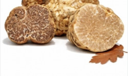 Truffes des Roches - Truffe Blanche Borchii (Italie) 50g