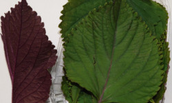 Maison du Pruneau - Cueillette du Gascon - Barquette de 15 Feuilles De Shiso bicolore