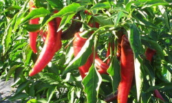 Elissalde Le Potager Basque - 10 Plants de Piment du Pays Basque ULTRA-DOUX - 100% Naturel (vrac)
