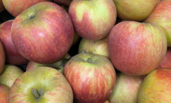 Ferme Joos - Pommes Alkemène de Wylder
