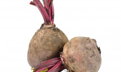 Nature et Saveurs - Ferme Aquaponique et Permacole Astérienne - Betterave rouge – intensité, structure et tenue culinaire