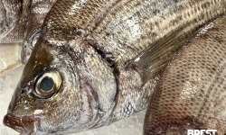 Brest Marée - Dorade Grise Ligne - 500g