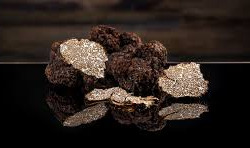 ALENA la Truffe d'Aquitaine - (OFFRE PRO) 600g truffes entières