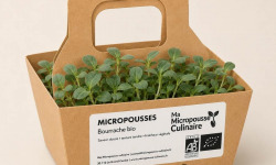 Ma Micropousse culinaire - Micro-pousses bio de bourrache – 8 barquettes